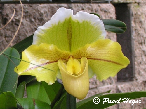 Paphiopedilum hybr.